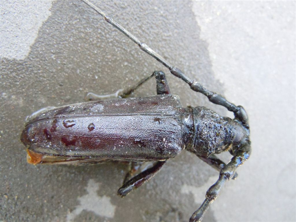 Enorme Cerambycidae - Cerambyx welensii